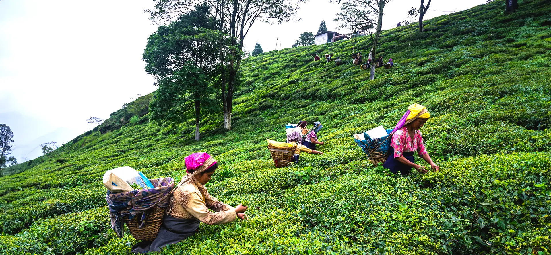 Darjeeling Tour Package