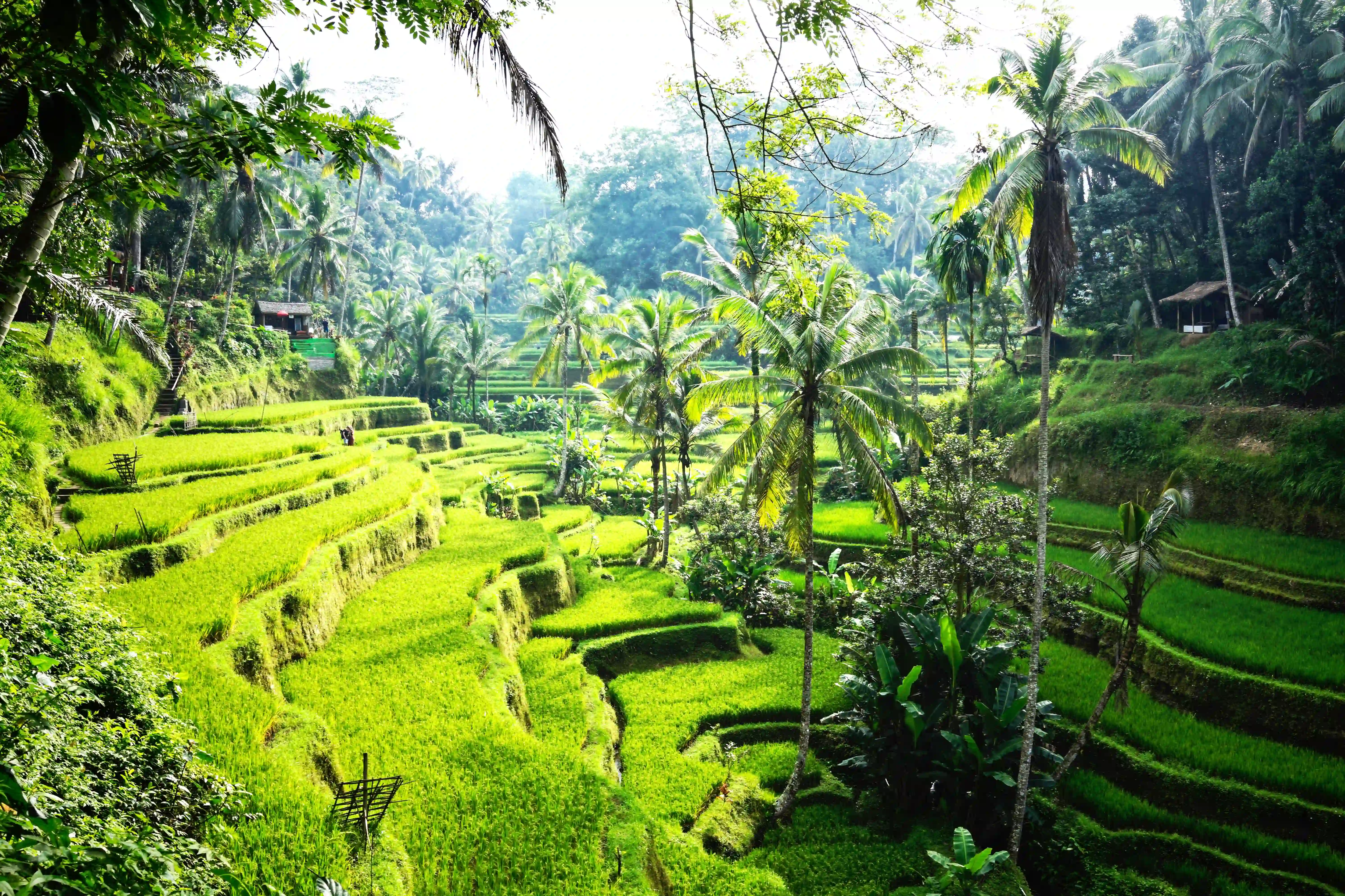 Bali Tour Packages